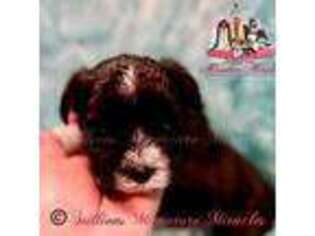 Mutt Puppy for sale in Burnsville, NC, USA