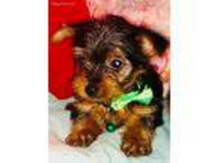 Yorkshire Terrier Puppy for sale in New London, NC, USA