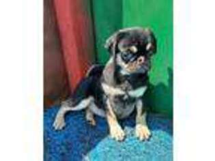 Pug Puppy for sale in Texarkana, TX, USA