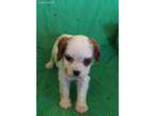 Cavalier King Charles Spaniel Puppy for sale in Midland, TX, USA