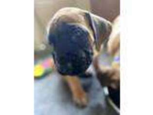 Mastiff Puppy for sale in New Milford, PA, USA
