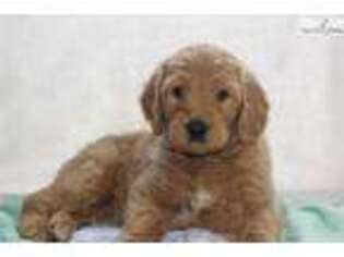 Goldendoodle Puppy for sale in Lexington, KY, USA