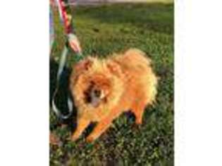 Chow Chow Puppy for sale in Peterstown, WV, USA