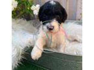 Goldendoodle Puppy for sale in Brooklyn, MS, USA
