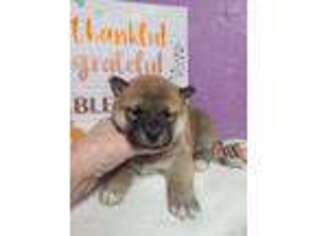 Shiba Inu Puppy for sale in Spraggs, PA, USA