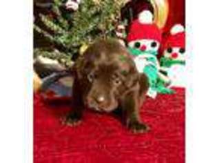 Labrador Retriever Puppy for sale in Burgaw, NC, USA