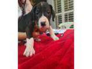 Great Dane Puppy for sale in Myakka City, FL, USA