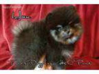 Pomeranian Puppy for sale in Kokomo, IN, USA