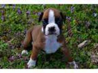 Boxer Puppy for sale in Exeter, MO, USA