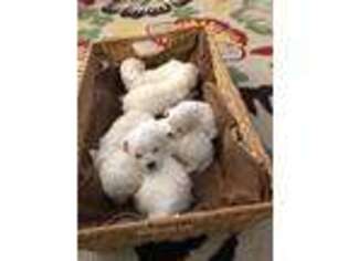 Bichon Frise Puppy for sale in Alexandria, VA, USA