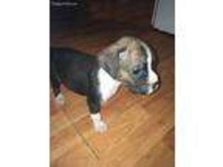 Boxer Puppy for sale in Gardner, MA, USA