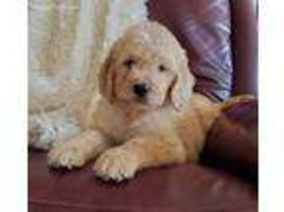 Goldendoodle Puppy for sale in Granger, WA, USA