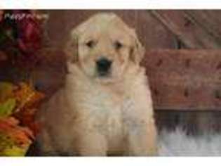 Golden Retriever Puppy for sale in Exeter, MO, USA