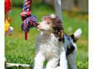 Mutt Puppy for sale in Appomattox, VA, USA