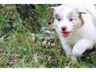 Australian Shepherd Puppy for sale in Saint Joe, AR, USA