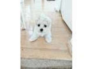 Maltese Puppy for sale in Silver Spring, MD, USA