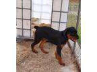 Rottweiler Puppy for sale in Fort Mitchell, AL, USA