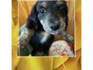 Dachshund Puppy for sale in Littlestown, PA, USA