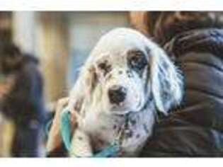 English Setter Puppy for sale in Corona, CA, USA