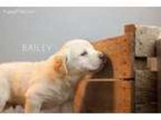 Labrador Retriever Puppy for sale in Sugarcreek, OH, USA