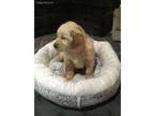 Golden Retriever Puppy for sale in Beavercreek, OR, USA
