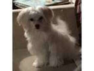 Maltese Puppy for sale in Darien, CT, USA