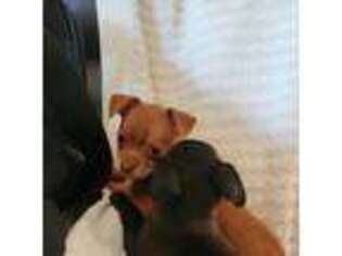 Chihuahua Puppy for sale in Ironton, OH, USA