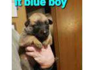 Belgian Malinois Puppy for sale in West Union, OH, USA