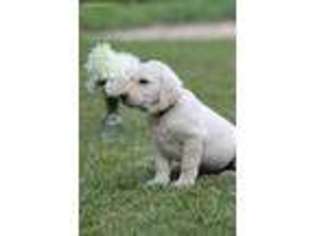 Labrador Retriever Puppy for sale in Margarettsville, NC, USA
