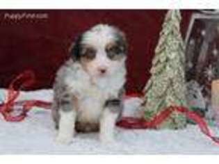Miniature Australian Shepherd Puppy for sale in Dundee, NY, USA