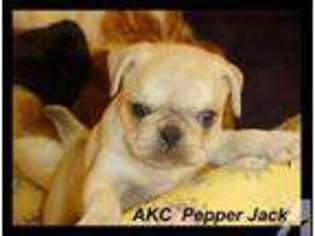 Pug Puppy for sale in VAN BUREN, AR, USA