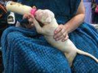 Dogo Argentino Puppy for sale in West Point, VA, USA
