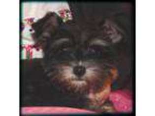Mutt Puppy for sale in Comanche, OK, USA