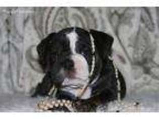 Bulldog Puppy for sale in Coarsegold, CA, USA