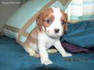 Cavalier King Charles Spaniel Puppy for sale in Stover, MO, USA