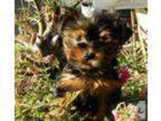 Yorkshire Terrier Puppy for sale in MARYSVILLE, CA, USA