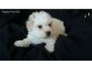 Bichon Frise Puppy for sale in Alexis, NC, USA