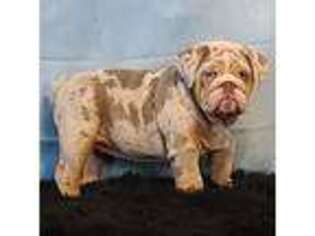 Bulldog Puppy for sale in Seminole, OK, USA