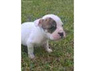 Olde English Bulldogge Puppy for sale in Troy, AL, USA