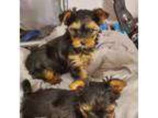 Yorkshire Terrier Puppy for sale in Davenport, FL, USA
