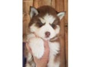 Siberian Husky Puppy for sale in Mouth Of Wilson, VA, USA