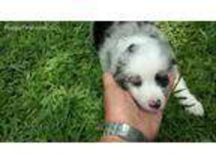 Miniature Australian Shepherd Puppy for sale in West Monroe, LA, USA