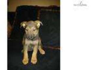 German Shepherd Dog Puppy for sale in York, PA, USA