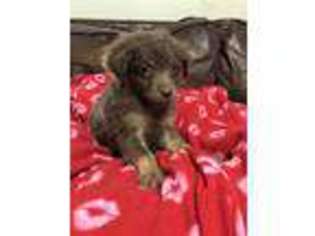 Mutt Puppy for sale in Andover, KS, USA