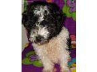 Havanese Puppy for sale in Knox, PA, USA