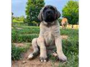 Mastiff Puppy for sale in New Park, PA, USA