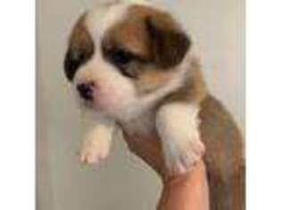 Pembroke Welsh Corgi Puppy for sale in Anniston, AL, USA