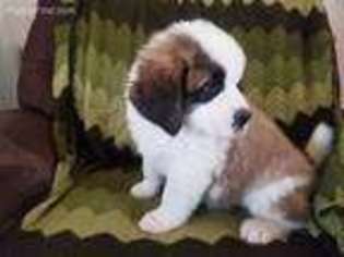 Saint Bernard Puppy for sale in Eden, NC, USA