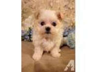 Maltese Puppy for sale in DOUGLASS, KS, USA