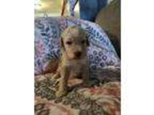 Goldendoodle Puppy for sale in Glenwood, AR, USA